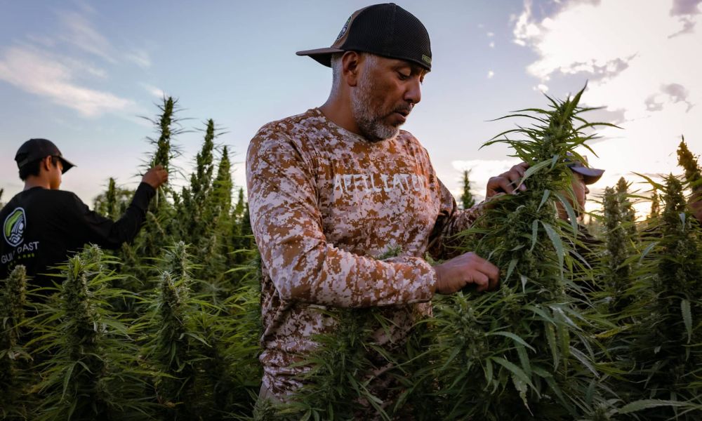 Texas hemp news