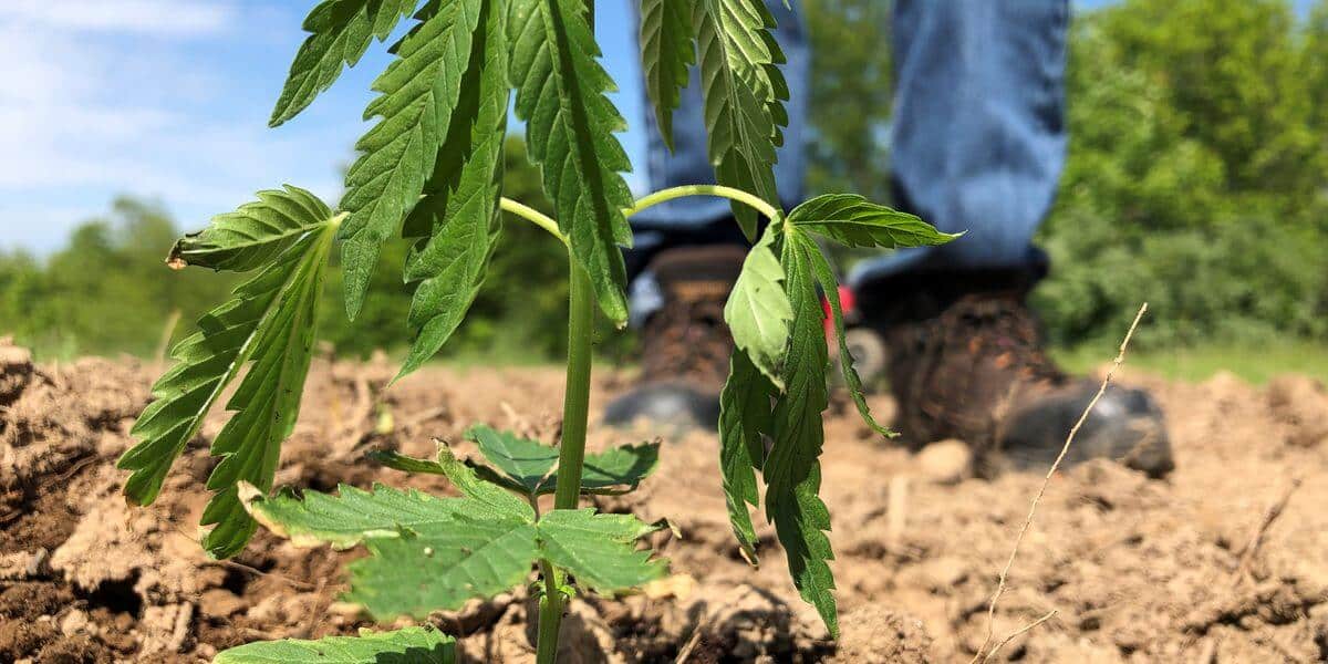 Up In Smoke: How Texas Burned Its Smokable Hemp Industry | Texas Hemp ...