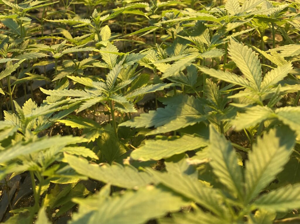 hemp plants at Tejas Hemp